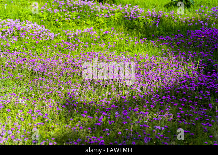 Une grappe de fleurs pourpre poussant dans un champ sur un safari lodge. Banque D'Images