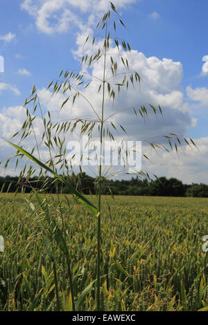 L'avoine sauvage avec champ de blé en direction de Badlesmere Park Woods de Fisher Street Road, Badlesmere, Faversham, Kent, Angleterre Banque D'Images