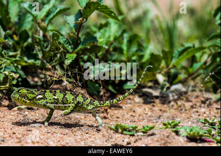 Un volet exposés-necked Chameleon marchant à travers sex sandy ground. Banque D'Images
