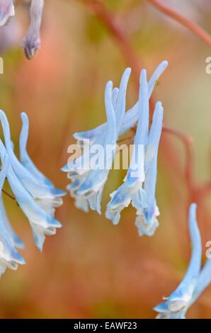 Blue corydalis Corydalis flexuosa '(père David') Banque D'Images