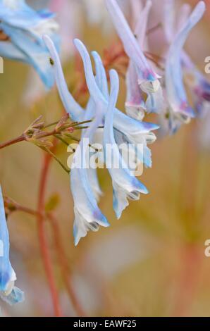 Blue corydalis Corydalis flexuosa '(père David') Banque D'Images