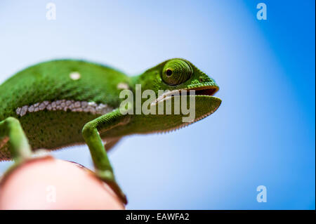 Une trappe-necked Chameleon perché sur un doigt contre un ciel bleu. Banque D'Images