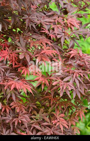 L'érable japonais (Acer palmatum 'skeeter's broom') Banque D'Images