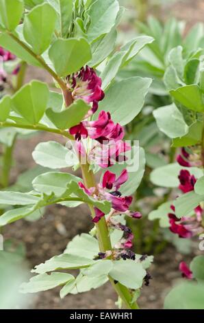 La fève (Vicia faba 'Crimson flowered') Banque D'Images