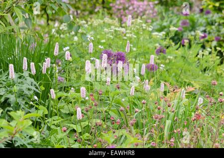 Adderwort (bistorta officinalis syn. Polygonum bistorta) et de l'eau Avens (Geum rivale) Banque D'Images