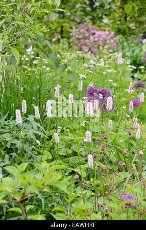 Adderwort (bistorta officinalis syn. Polygonum bistorta) et de l'eau Avens (Geum rivale) Banque D'Images