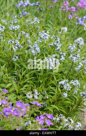 Étoile bleue orientale (Amsonia tabernaemontana var. Salicifolia) Banque D'Images
