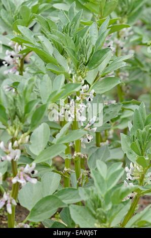 La fève (Vicia faba) Banque D'Images