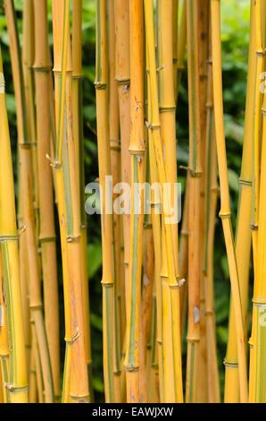 Bambou (phyllostachys aureosulcata 'spectabilis') Banque D'Images