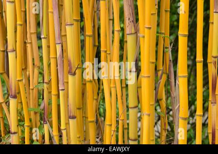 Bambou (phyllostachys aureosulcata 'spectabilis') Banque D'Images