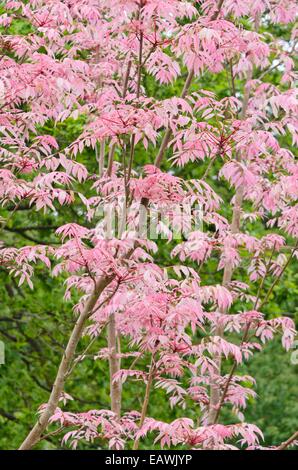 Acajou chinois (toona sinensis 'flamingo') Banque D'Images