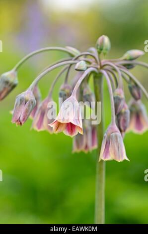 Miel sicilien lily (Allium siculum syn. Nectaroscordum siculum subsp. bulgaricum) Banque D'Images