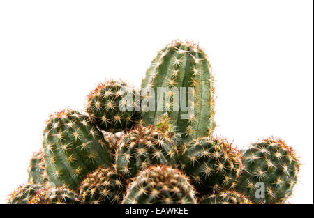 Cactus isolé sur fond blanc Banque D'Images