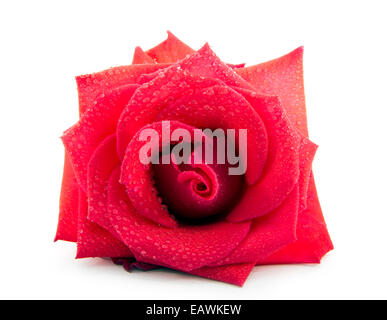 Rose rose isolé sur fond blanc Banque D'Images