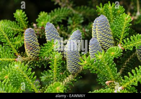Sapin de Corée (abies koreana) Banque D'Images