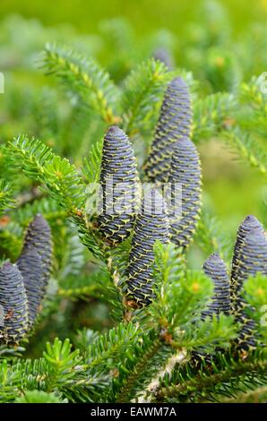 Sapin de Corée (abies koreana) Banque D'Images