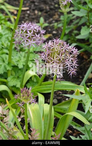 Étoile de Perse (Allium christophii) Banque D'Images