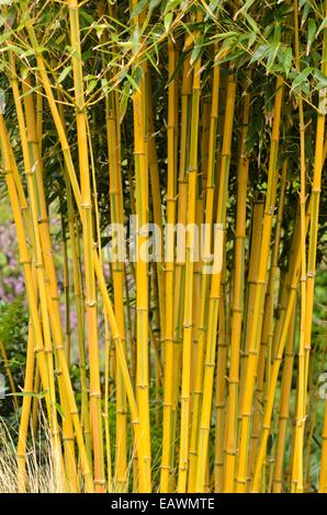 Bambou (phyllostachys aureosulcata 'spectabilis') Banque D'Images