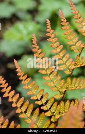 Geron d'automne de Lacy (Dryopteris erythrosora var. Proliica) Banque D'Images