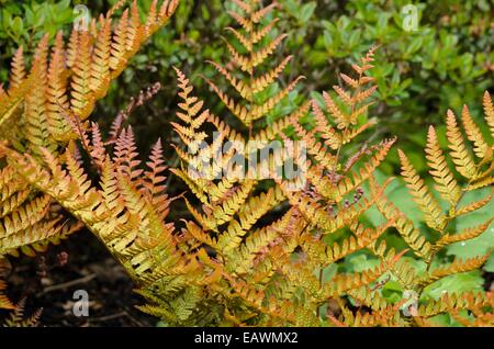 Geron d'automne de Lacy (Dryopteris erythrosora var. Proliica) Banque D'Images