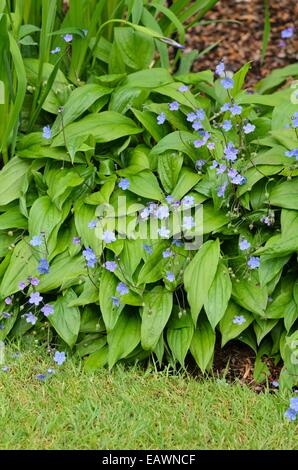 (Omphalodes cappadocica navelwort cappadoce 'cherry ingram') Banque D'Images