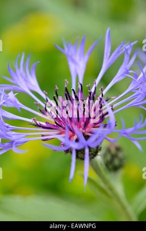 La centaurée des montagnes (centaurea montana) Banque D'Images