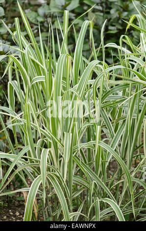 Herbe d'argent chinoise (Miscanthus sinensis var. Condensatus 'Cosmopolitan') Banque D'Images