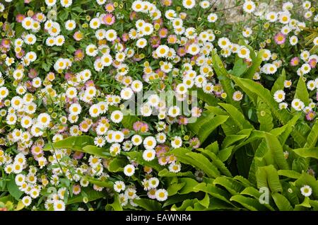 Latin American fleabane (Erigeron karvinskianus) et Scolopendre officinale (Asplenium scolopendrium phyllitis scolopendrium) syn. Banque D'Images