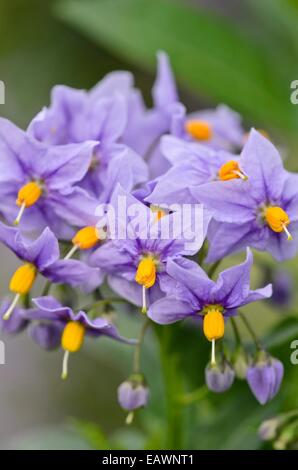 Nightshade (chilien paperflower 'glasnevin') Banque D'Images