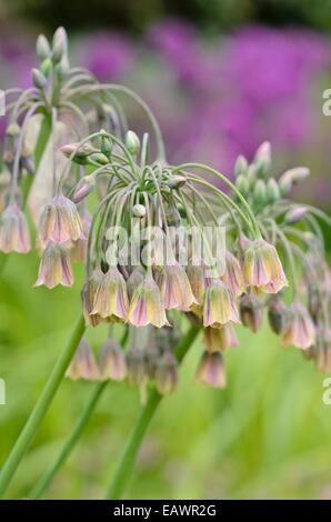 Miel sicilien lily (Allium siculum syn. Nectaroscordum siculum subsp. bulgaricum) Banque D'Images