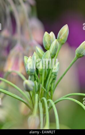 Miel sicilien lily (Allium siculum syn. Nectaroscordum siculum subsp. bulgaricum) Banque D'Images