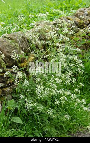 (Cerfeuil sauvage Anthriscus sylvestris) à un mur de pierre moussue Banque D'Images