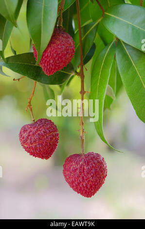 Bande de litchi sur Plant Banque D'Images