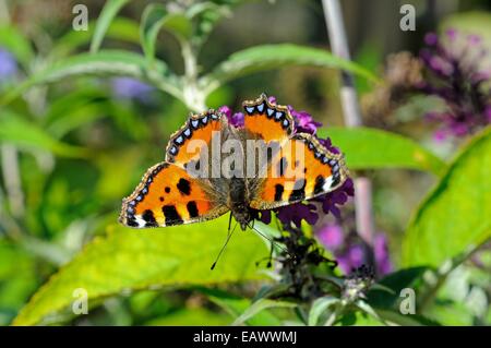 Petit papillon écaille assis sur une plante. Banque D'Images