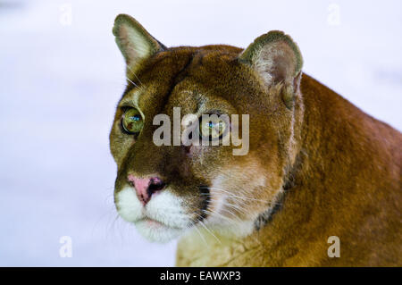 Les curieux d'un regard serein encore Mountain Lion avec des yeux vert lime. Banque D'Images