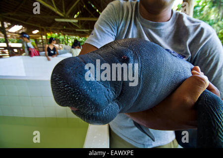 Un spécialiste des mammifères marins, berçant un orphelin lamantin amazonien mollet. Banque D'Images