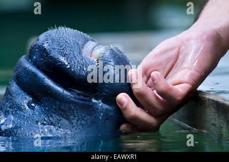 Un spécialiste des mammifères marins caresses le menton d'un lamantin amazonien orphelin mollet. Banque D'Images