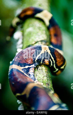 L'échelle enroulée de Red-tailed Boa Constrictor enroulé autour d'une vigne de la forêt tropicale. Banque D'Images