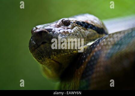 La tête d'un anaconda vert pairs depuis ses grandes bobines musculaire. Banque D'Images