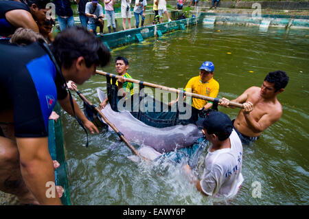 Les gardes du parc et des experts en mammifères marins abaisser un Amazon River Dolphin dans une nouvelle piscine non pollué. Banque D'Images