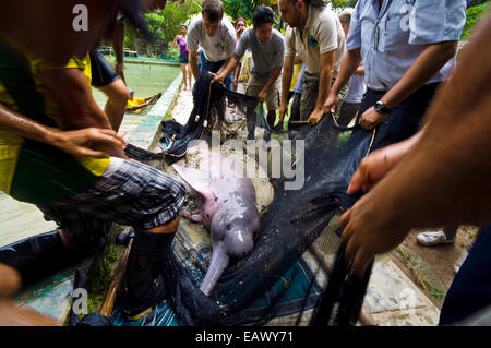 Les gardes du parc et des experts en mammifères marins déplacer un Amazon River Dolphin pour une nouvelle piscine non pollué. Banque D'Images