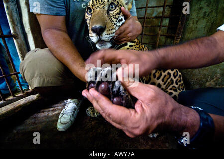 Les agents de conservation examiner un Jaguars les pattes de l'infection après les braconniers a arraché des griffes de rosée. Banque D'Images