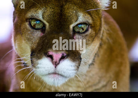 L'accent et menaçant d'un regard avec mountain lion yeux vert lime. Banque D'Images