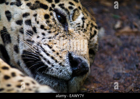 Un Jaguar assoupi pendant la chaleur de midi dans le bassin de l'Amazone. Banque D'Images