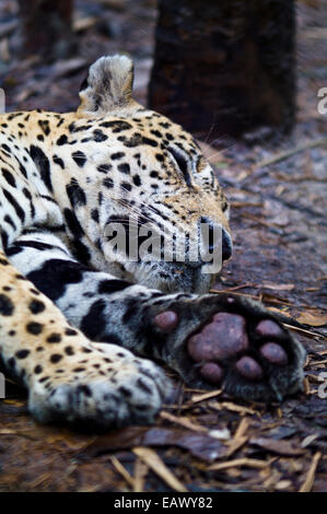 Un Jaguar allongé endormi sur le terrain pendant la chaleur de midi du bassin de l'Amazone. Banque D'Images