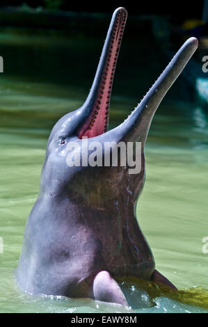 Un Amazon River Dolphin bondissant hors de l'eau affiche des rangées de dents dans son long bec. Banque D'Images