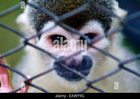 Après avoir été piégé par les braconniers et vendu en compagnie d'un singe écureuil se trouve dans un transporteur pour animaux de compagnie. Banque D'Images