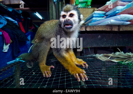 Après avoir été piégé par les braconniers un singe-écureuil repose sur une cage en attente d'être vendu comme animal de compagnie. Banque D'Images