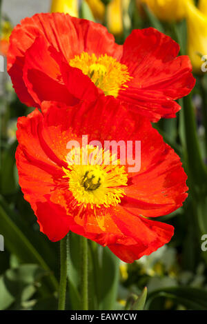 L'Islande pavot (Papaver nudicaule), 'améliorée' Pulchinella rouge Banque D'Images