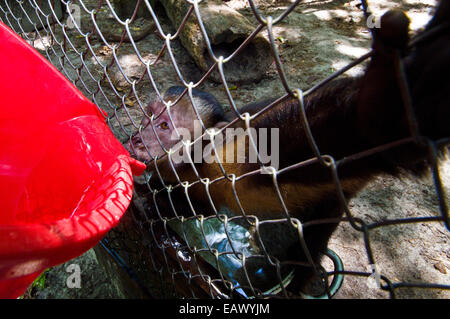 Un capucin brun en cage à partir d'un seau d'eau potable après avoir été sauvé de braconniers. Banque D'Images